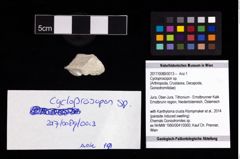 Foto (Objekt + Etikett) von Cycloprosopon sp.  (NHMW-GEO-2017-0089-0013)